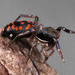 Natta Jumping Spider - Photo (c) Wynand Uys, some rights reserved (CC BY), uploaded by Wynand Uys