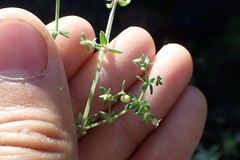 Galium nuttallii