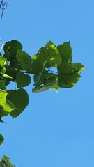 Catalpa bignonioides