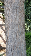 Catalpa bignonioides