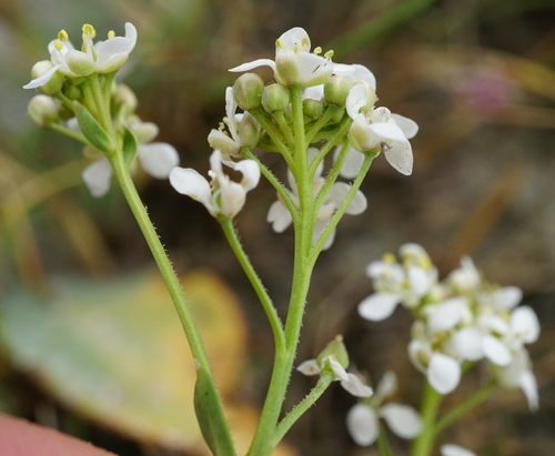 Image of Lepidium cartilagineum by (c) Patrick Hacker, some rights reserved (CC BY)