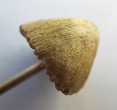 Entoloma flavoviride