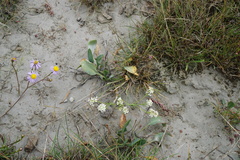 Lepidium cartilagineum