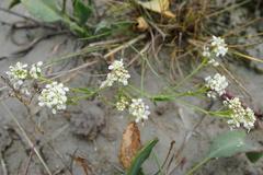 Lepidium cartilagineum