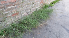 Atriplex patula