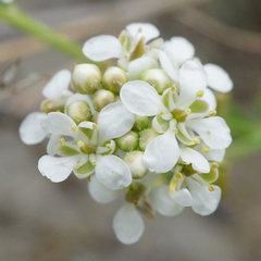 Lepidium cartilagineum
