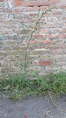 Atriplex patula