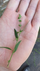 Atriplex patula