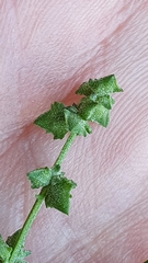 Atriplex patula