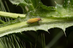 Lixus filiformis