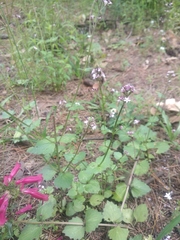 Valeriana urticifolia