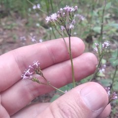 Valeriana urticifolia