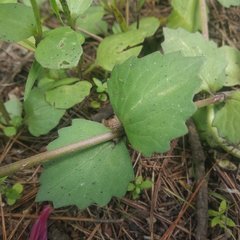 Valeriana urticifolia