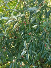 Elaeagnus umbellata