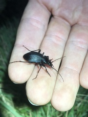 Carabus goryi