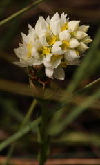 Schizochilus flexuosus