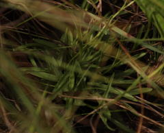 Schizochilus flexuosus