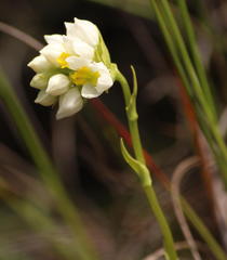 Schizochilus flexuosus