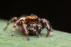 Macaroeris nidicolens