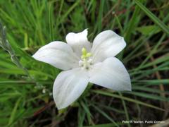 Wahlenbergia rivularis