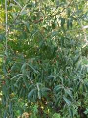 Elaeagnus umbellata