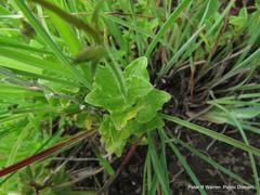 Wahlenbergia rivularis