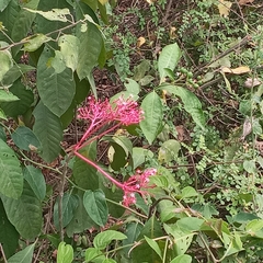 Vasconcellea parviflora