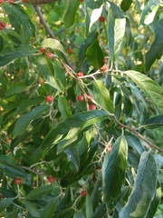Elaeagnus umbellata
