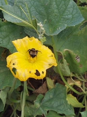 Bombus pensylvanicus