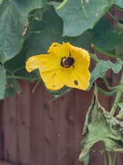 Bombus pensylvanicus