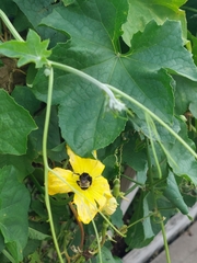 Bombus pensylvanicus