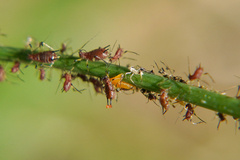 Aphidoletes