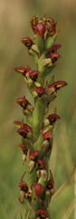 Disa brevicornis