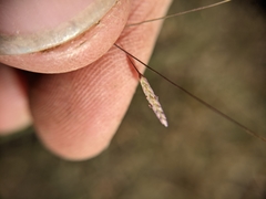 Eragrostis elliottii
