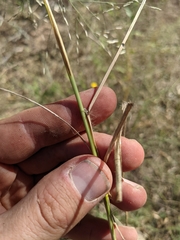 Eragrostis elliottii