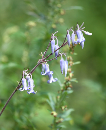 Clematis stans iNat (1)