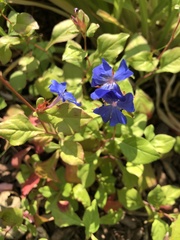 Ceratostigma plumbaginoides