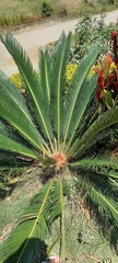 Cycas revoluta