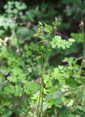 Corydalis raddeana