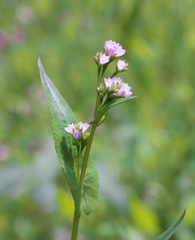 Persicaria sagittata