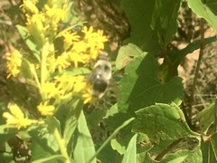 Eristalis flavipes