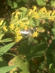 Eristalis flavipes