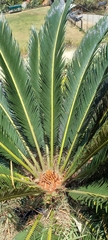 Cycas revoluta