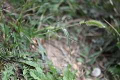 Setaria viridis viridis