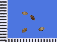 Setaria viridis viridis
