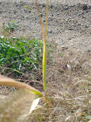 Setaria viridis viridis