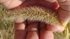 Setaria viridis viridis