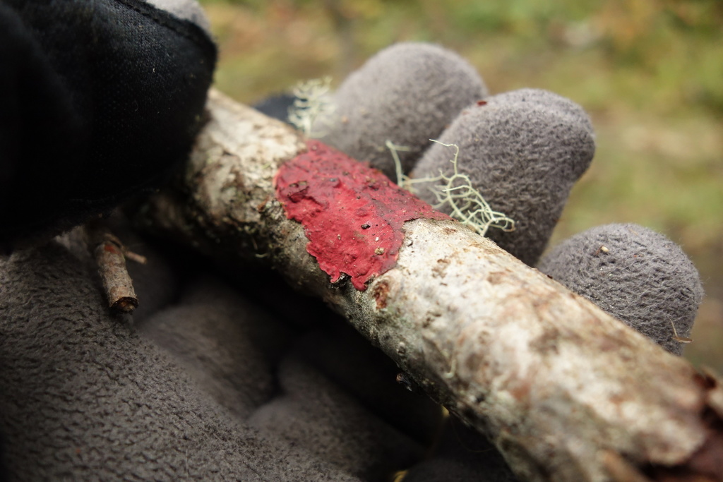 Hymenochaete cruenta · September 2021 · photo: © aleksey_baushev (iNaturalist, cc-by)