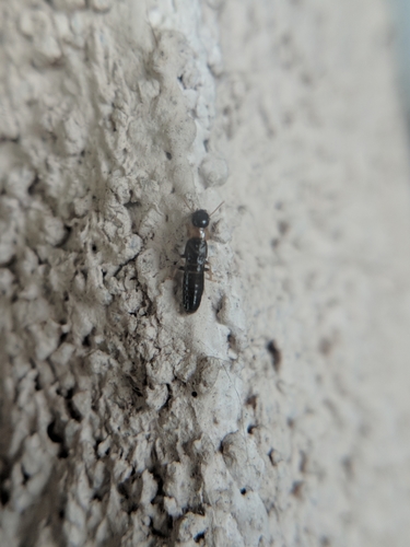 termit žltokrký (Kalotermes flavicollis)