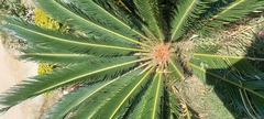 Cycas revoluta